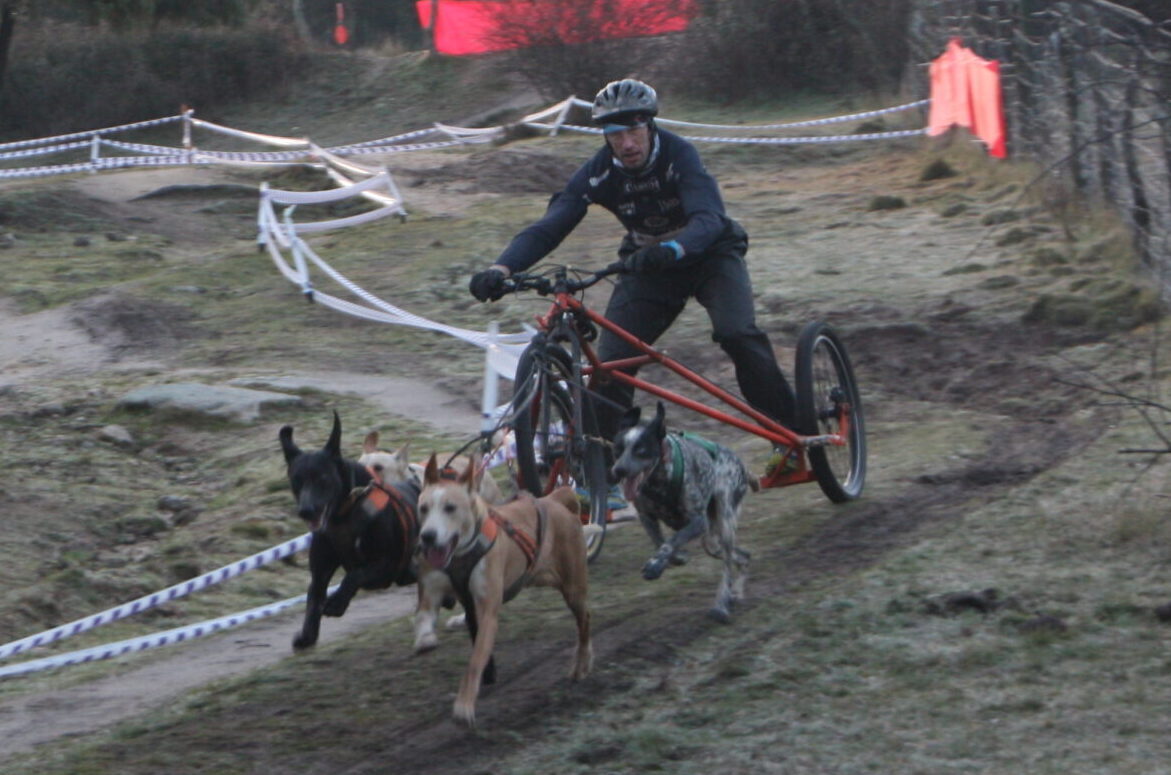 Musher dirigiendo un carro tirado por perros. Practica canicross y bikejoring en Madrid