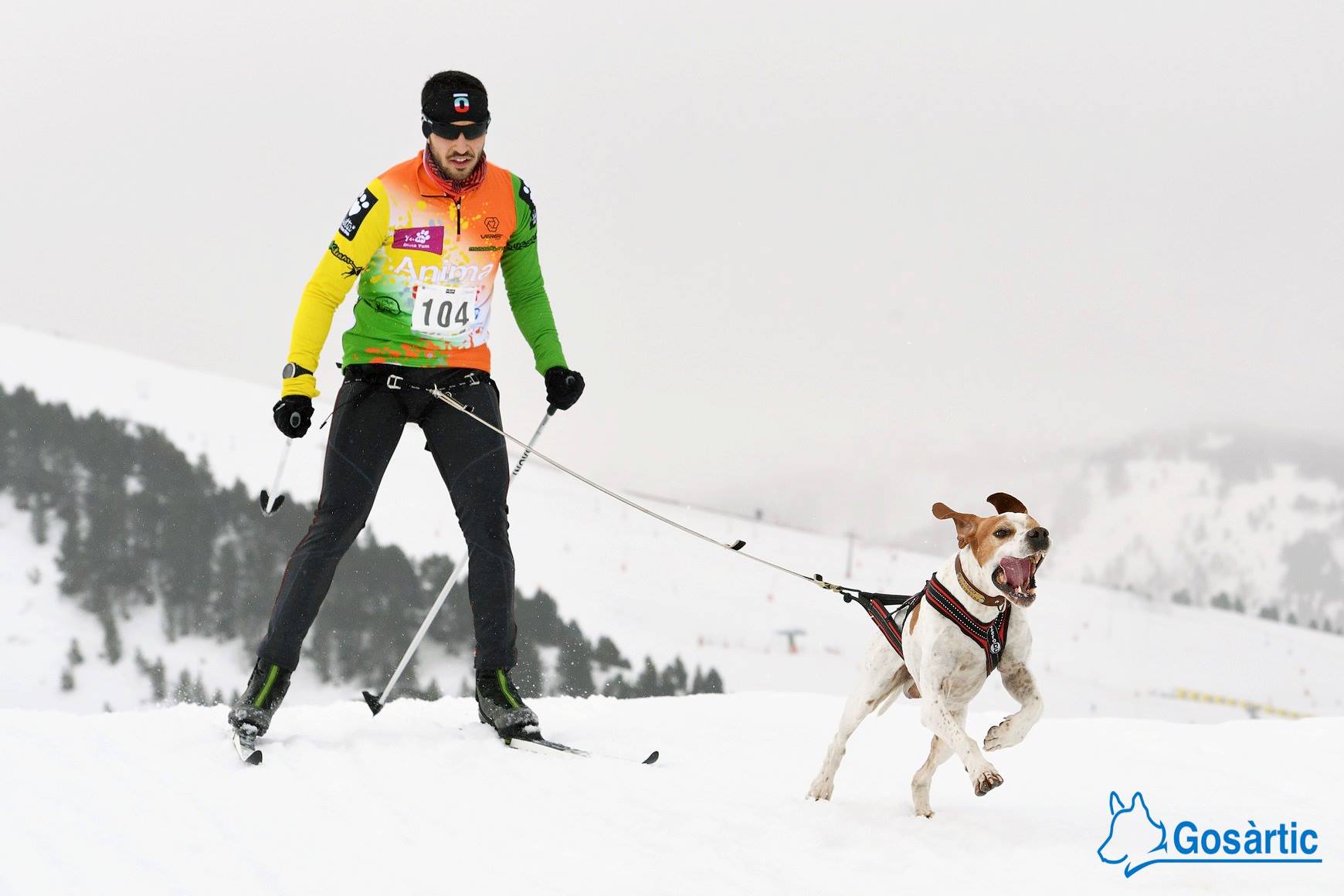 Practica canicross y bikejoring en Madrid